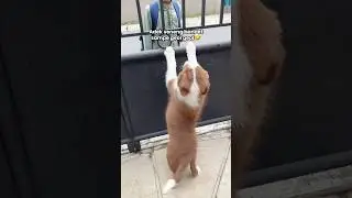 RYUKI AND BROTHER MEET THE NEIGHBOR'S BROTHER‼️ SO HAPPY THAT THEY ARE OUT OF MY HEART🤣 