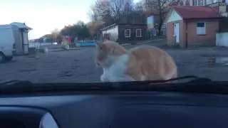 Презабавный кот на капоте машины! часть 2