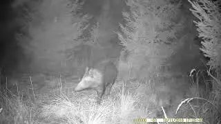 VÝBĚR NEJ ZÁBĚRŮ Z FOTOPASTÍ 2, 10 -12  2024 SELECTION OF THE BEST CAMERA TRAPS#wildlife#forest#mysl