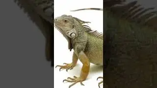 Learn Reptiles Names in English with Images and Spellings|Reptile Names in English|