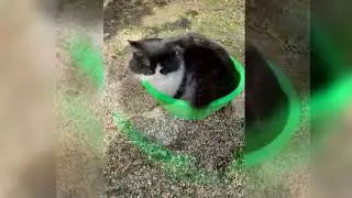 Прекрасная жизнь кота Бонифация