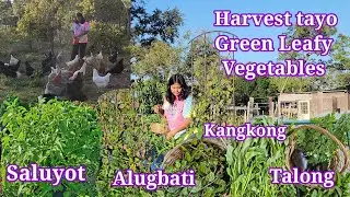 Harvest today: Green Leafy Vegetables | FRESH na Fresh