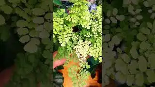 страдалец адиантум обрастает