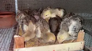 Pulcini , primo giorno nel mio pollaio