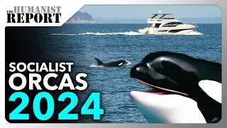 Orcas Keep Destroying Rich People’s Yachts—And U.S. Elites May be Their Next Targets