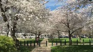 Lower Senate Park Blossoms '24