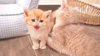 A cute kitten meowed loudly, snuggled close to its mother cat and owner, asking to be spoiled