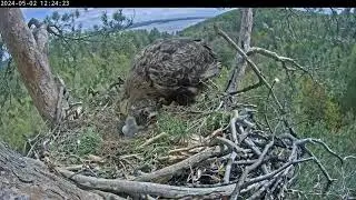 2/5/24🐟🦅Eagle Kama Feeds Her Newly-Hatched Eaglet 🐣🦅 Орлана Кама кормит своего вылупившегося орленка