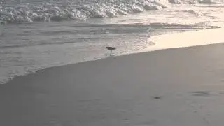 Bird in the surf