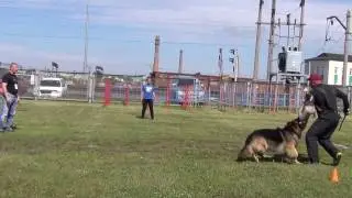 4.06.2016г. ОКД,ЗКС питомник с/с ст Алтайская19