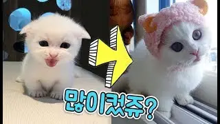 먼치킨모찌 많이컸쥬?? 심쿵주의!모찌모음집 모모네고양이 아비시니안오빠와 먼치킨 동생의 꿀잼동물스토리 어린이채널♡모모TV/모모토이즈