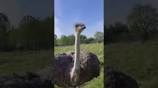 Нападение страуса на человека!!! 