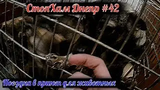 СтопХам Днепр #42|Поездка в приют для животных|