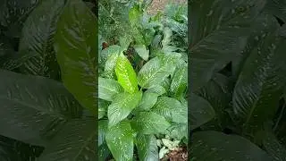 #диффенбахия