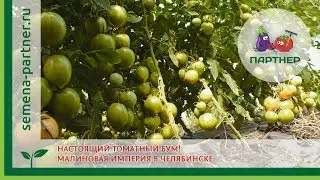 Настоящий томатный бум! Малиновая империя в Челябинске.