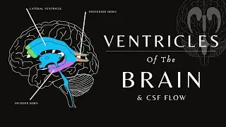 Ventricles of the Brain and the CSF| Animation | Anatomy and Physiology. 