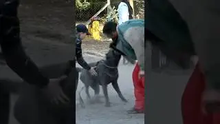 ‼️Order - bite the offender #STRAZHODESSA Cane Corso training Odessa 2024