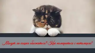 Могут ли кошки обижаться Как помириться с питомцем Cats are touchy How to make peace with a pet