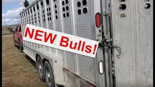 New Bulls! | Delivery to the Hashknife Ranch