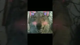 Упоротый волк 