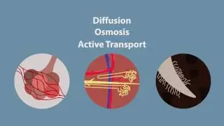 Transport in Cells  Active Transport,  part – 2. Транспорт в клетках: Активный транспорт, часть – 2