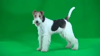 GREEN SCREEN 4K FOOTAGE'S                       