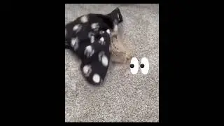 Ёжик
