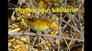 Phylloscopus sibilatrix    The wood warbler  by  Theo