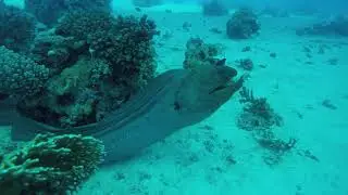 Red Sea 2023 November