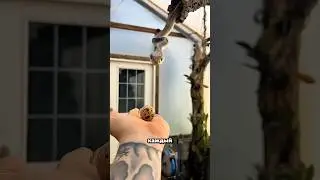 Every time she sees an egg... what this snake does is just incredible 😳🐍 