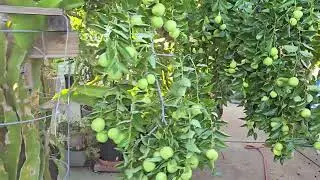 Jujube ready to pick ពុទ្រាអាចញាំបានហើយ