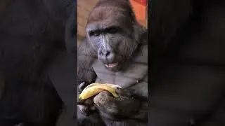 mirip siapa ni kalo lagi makan pisang?🗿