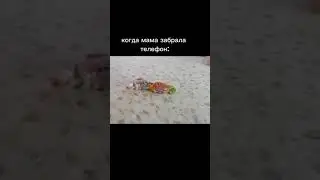 Пасу коров с Джеком#лайк#подпишись#youtube#youtubeshorts#мемmeme#интересное#youtubevideos#shorts