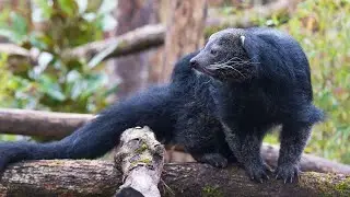 Hubert et Shelly, les adorables binturongs