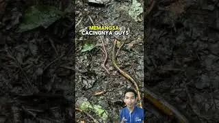 Detik2 lintah memangsa cacing😬 #viralvideo #shortsviral #animals