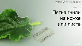 Курс 1. Часть 14. Пятна гнили на ножке или листе фиалки.