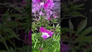 Cleome Flower (Spider Flower) 2020
