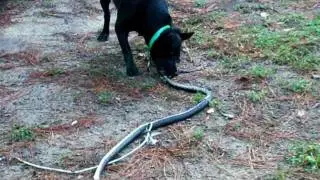 Daisy and 5 feet long snake