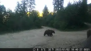 Sow and Cub