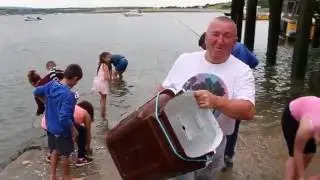 Mackerel Breaking In Youghal Harbour