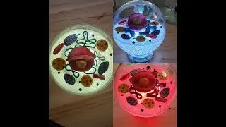 Celula animal   Animal cell model