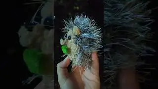 hedgehog so sweet #hedgehog #baku  #kirpik #azerbaycan  #ежик