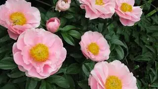 Peony Salmon Dream / Пион Салмон Дрим