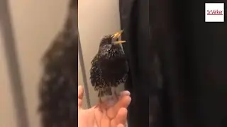 Pájaro SORPRENDE al hacer increíbles IMITACIONES 🐦😲