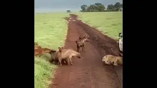 Group of hyenas vs lioness #shorts AnimalTube - World of animals
