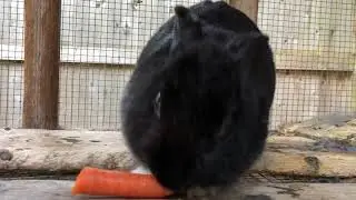 Kleo is a good bun.