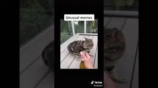 мемы