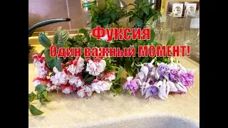 ФУКСИЯ!ОДИН ВАЖНЫЙ МОМЕНТ!