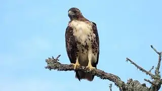 Red Tailed Hawk In Biloxi Mississippi Raw Video