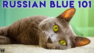 RUSSIAN BLUE CAT 101 - Watch This Before Getting One!